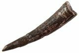 Fossil Pterosaur (Siroccopteryx) Tooth - Morocco #359952-1